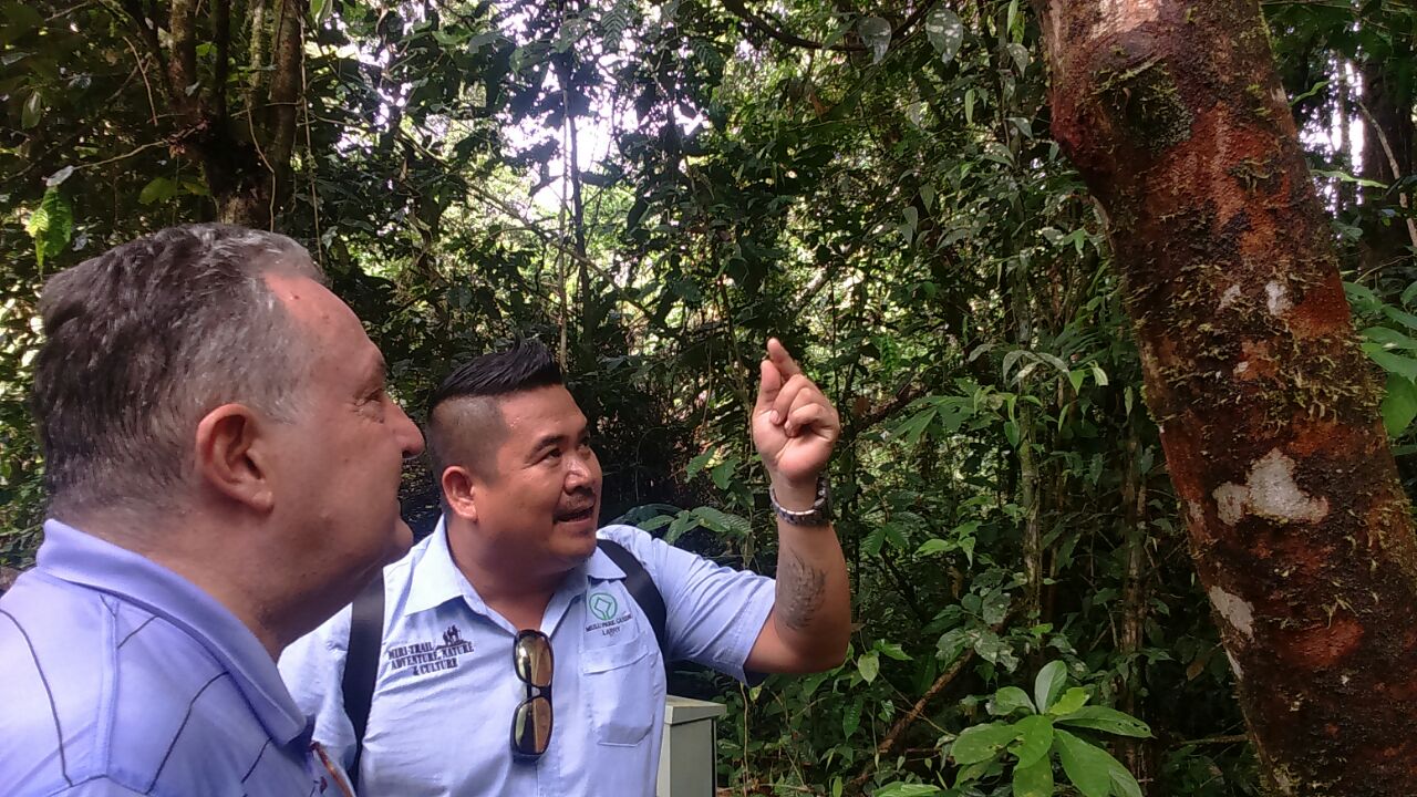 Picture shows a National Park guide giving elaborations on the local flora of the Mulu National Park Mr. Frangialli (left)