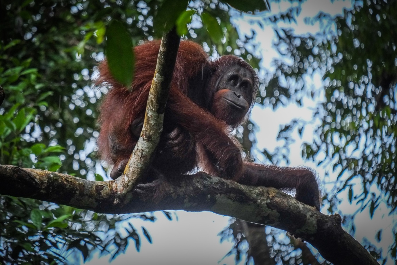 Become a volunteer with Orangutan Project Sdn Bhd, a conservation company offering alternative solutions and sustainable funding opportunities for the endangered wildlife on Borneo, and help them hands-on in their quest to save the Red Apes of Borneo! This is a fixed departure on every 18th of the month.